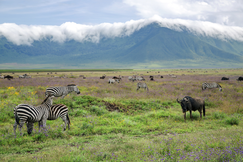 Ngorongoro Conservation Area Park