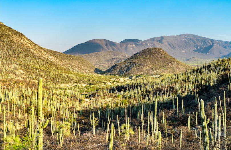 Tehuacan-Cuicatlan Biosphere Reserve