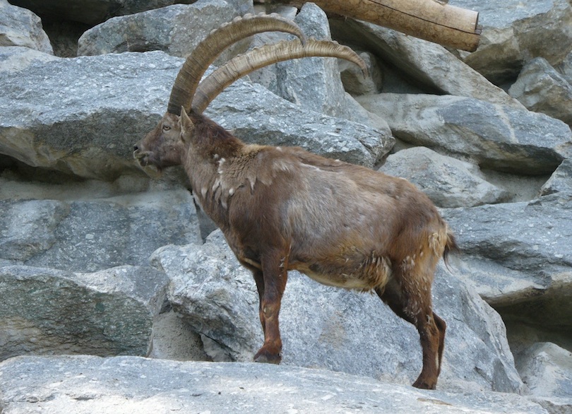 Alpenzoo