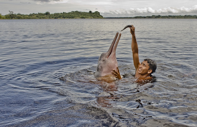 Swim with pink dolphins