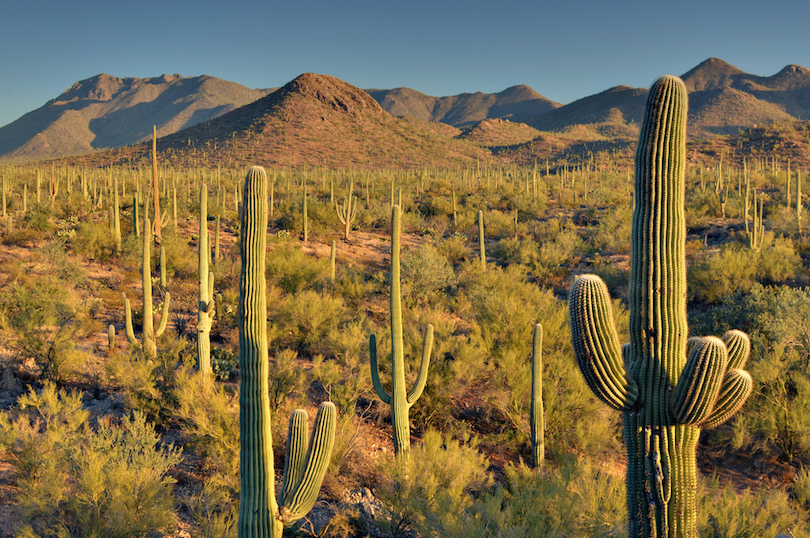 Saguaro National Park