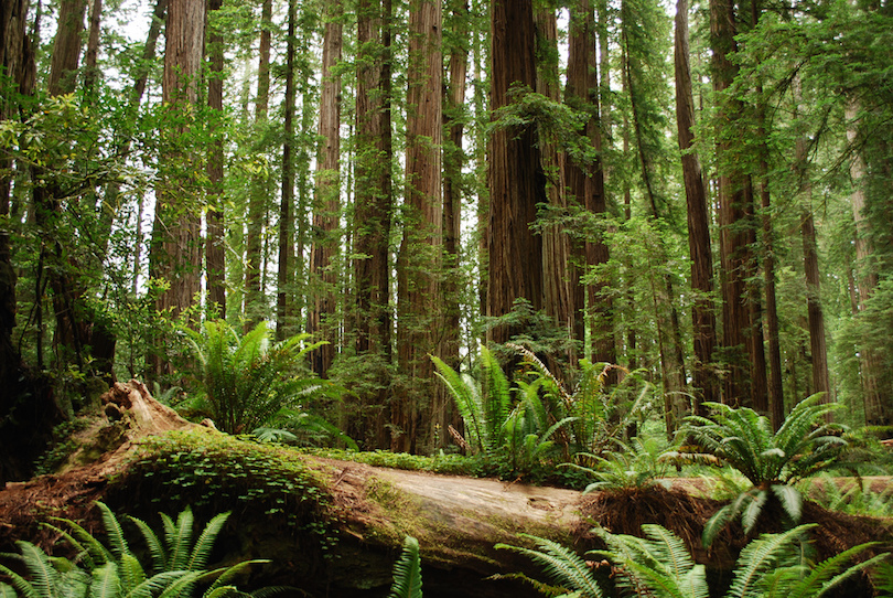 Redwood National Park