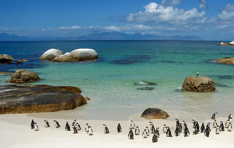 Boulders Beach Penguin Colony