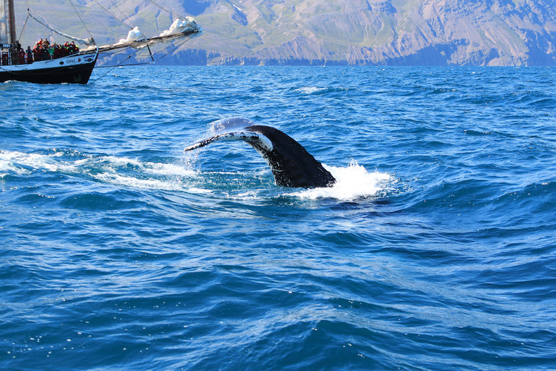 Observation des baleines Ã  Husavik
