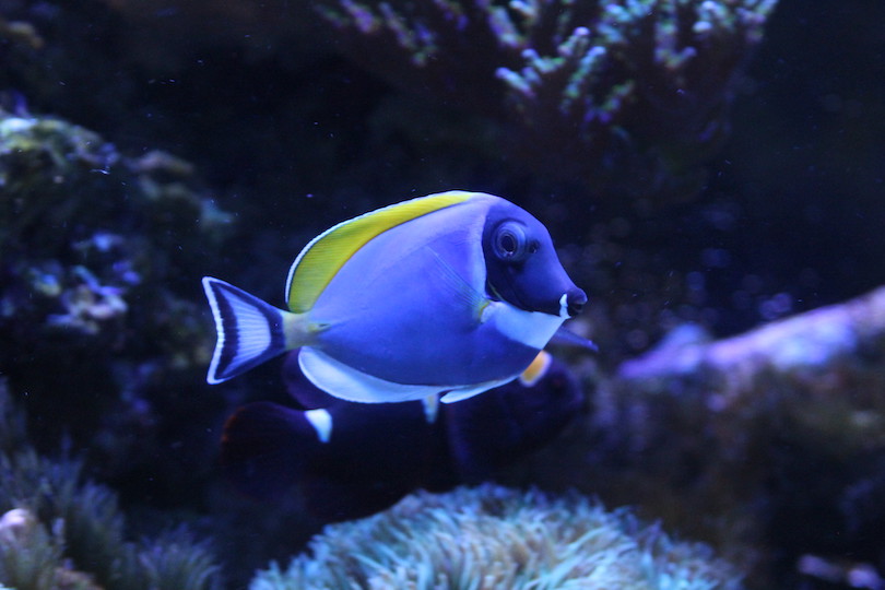 San-Antonio-Aquarium
