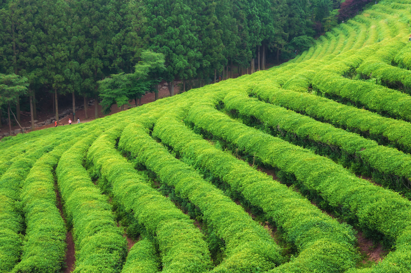 Boseong Tea Fields
